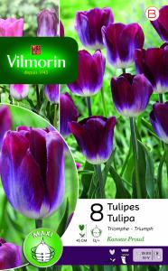 Tulipe Triomphe Kansas (x8)